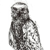 Owl 1