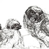 Falcons