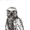 Bird Drawings