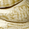 Jar