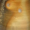 Wood-fired Pitcher