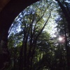 Reflecting the Forest