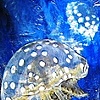 Spotted Jellies