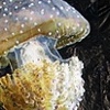 Phyllorhiza Punctata Jellyfish
