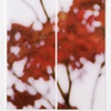 Japanese Maple