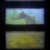 Biological Regionalism: Ellicott Creek, Amherst, New York, USA - Video installation view