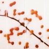 Crabapple (Fall)