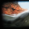 Biological Regionalism: Lower Falls of the Genesee River, Rochester, New York, USA - Video still 