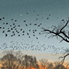 Migration