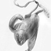 Deborah Zlotsky

Arringaling
