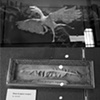M. Michelle Illuminato