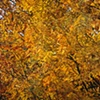 Leslie Parke-Fall Light