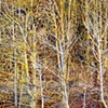 Leslie Parke-Branches