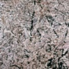 Leslie Parke-Almond Tree-Biot