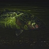Biological Regionalism: Largemouth Bass,Ellicott Creek, Amherst, New York, USA