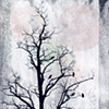 Crows of November