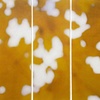 Sugar Maple Splash (Yellow)