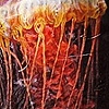 Black Sea Nettle