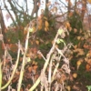 Fall