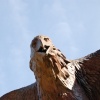 Detail #1