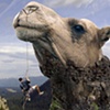 El Camel Nose