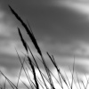 Seagrass