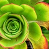 Succulent Saturation
