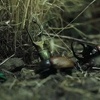 Super Natura test 2