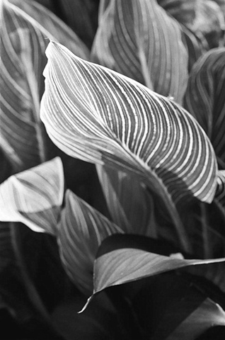 Leaves
