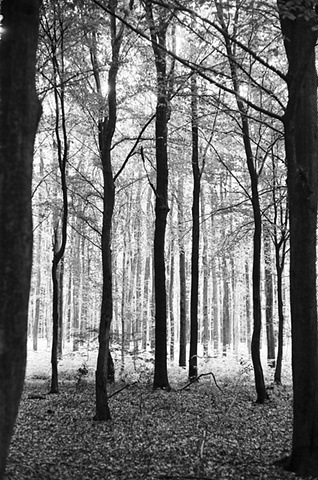 Forest Glow