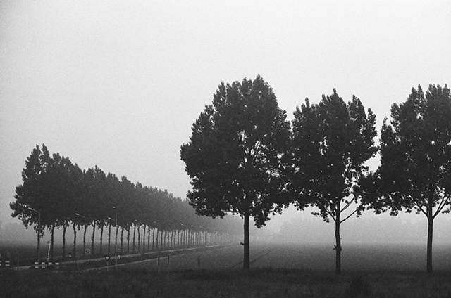 Tree Lines