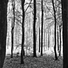 Forest Glow