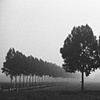 Tree Lines
