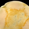 Wall Disk #1