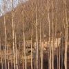 Sheltering Trees