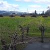Grape vines in winter