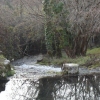River and trees