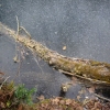 Trees under ice