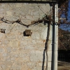 vine on building