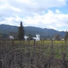 Vineyard view in winter