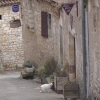 Cat with taupe tail