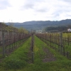 Wine country in winter
