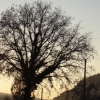 Tree at Sunset