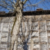 farm building with tree