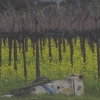 Abandoned objects in vineyard