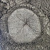 Tree Sphincter