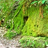 Moss Face