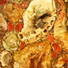 Petrified Wood
