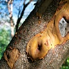 Hole Heart