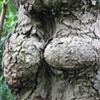 Acceptable Butt-Crack